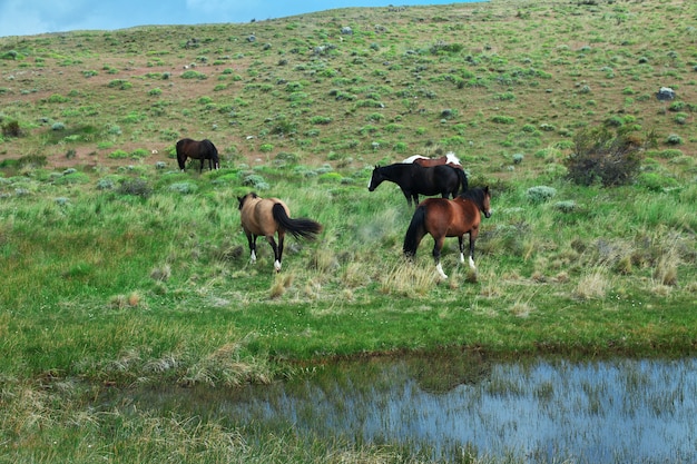 Caballos en el parque Torres del Paine, Patagonia, Chile