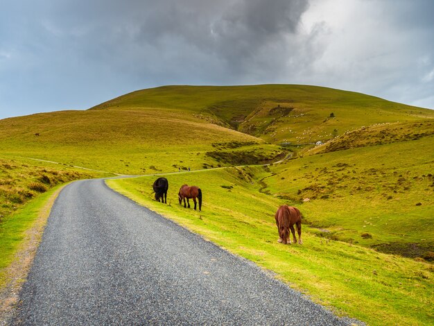 Los caballos pastan al lado de una carretera de montaña solitaria que sube entre verdes pastos