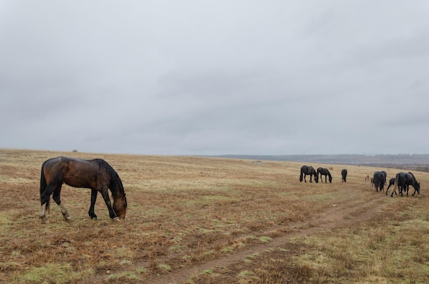 Los caballos pastan en el campo bajo la lluvia Tiempo nublado de otoño