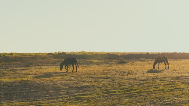 Los caballos pastan en el campo