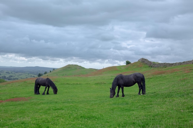 Los caballos pastan en las colinas inglesas