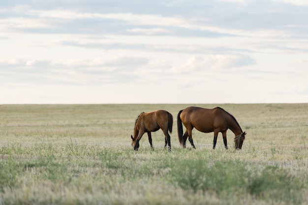 Los caballos pastan en un hermoso campo