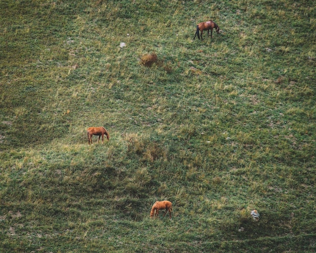 Los caballos pastan en la ladera de una montaña