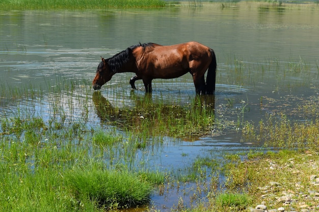 Caballos pastan a lo largo de la orilla del lago