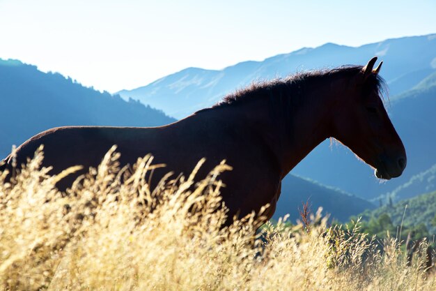 los caballos pastan en las montañas al amanecer