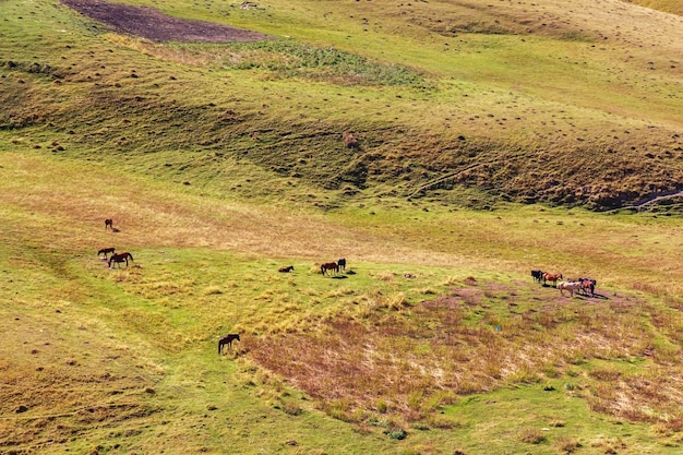 Los caballos pastan en un prado en las montañas del Cáucaso