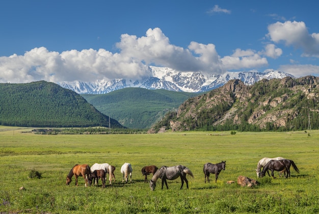 Los caballos pastan en un prado con el telón de fondo de picos nevados, día de verano en las montañas de Altai