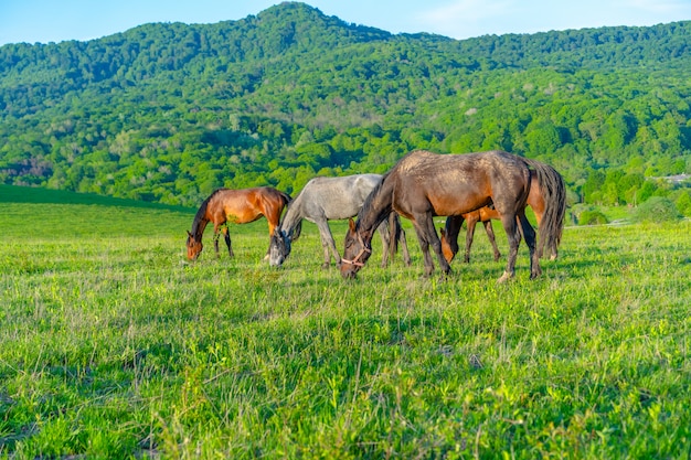 Los caballos pastan en el prado