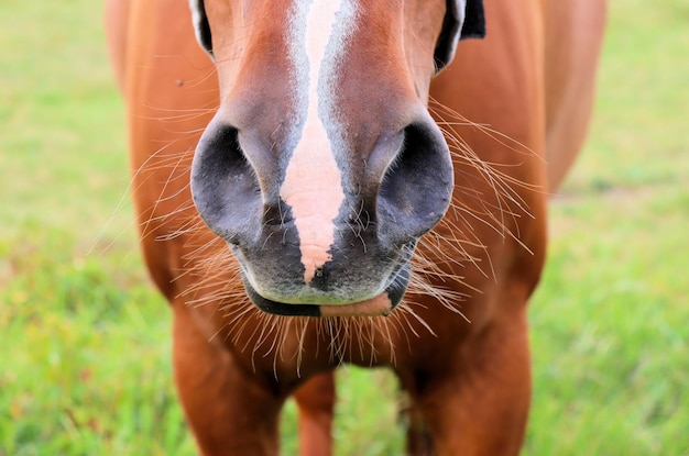 Foto los caballos pastan en el prado