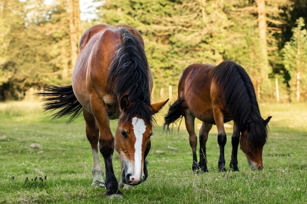 caballos pastando en el bosque