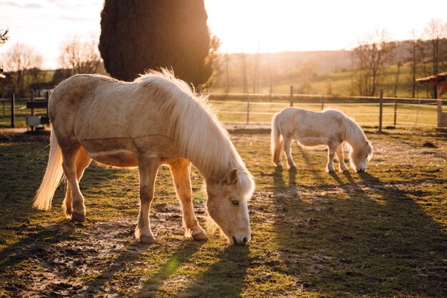 Caballos pastando en un campo al atardecer