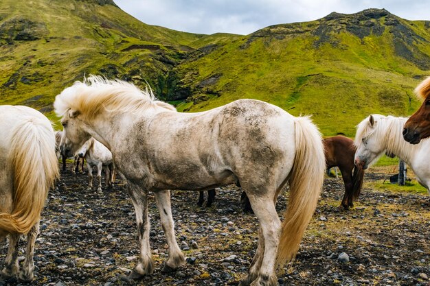 Caballos pastando en el campo contra las montañas