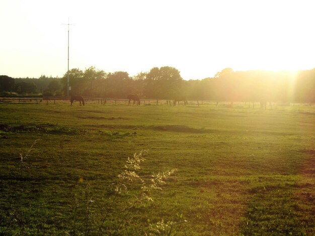 Foto caballos pastando en un campo de hierba contra el cielo durante la puesta de sol