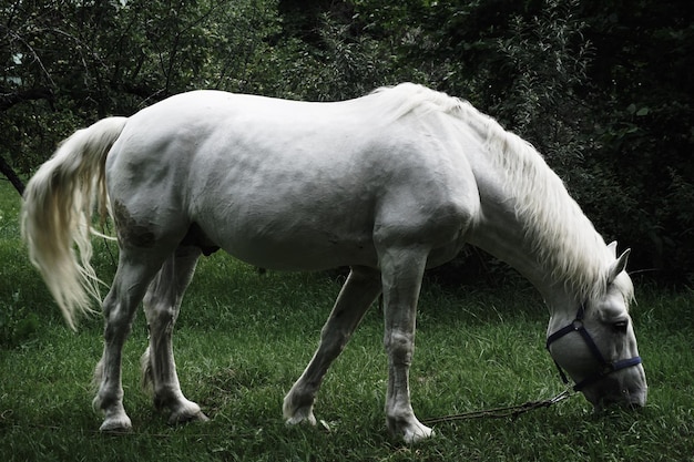 Caballos pastando en un campo de hierba