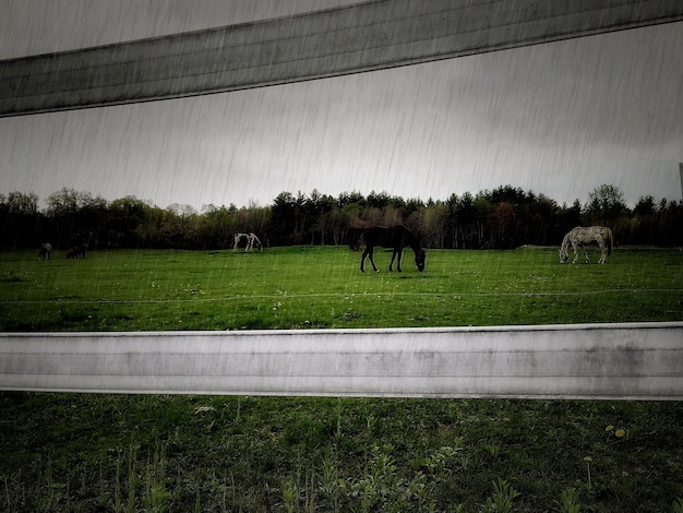 Foto caballos pastando en el campo de hierba