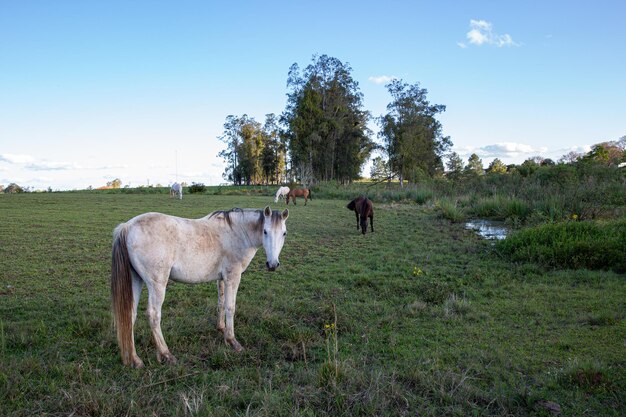 Foto caballos pastando en un campo a última hora de la tarde