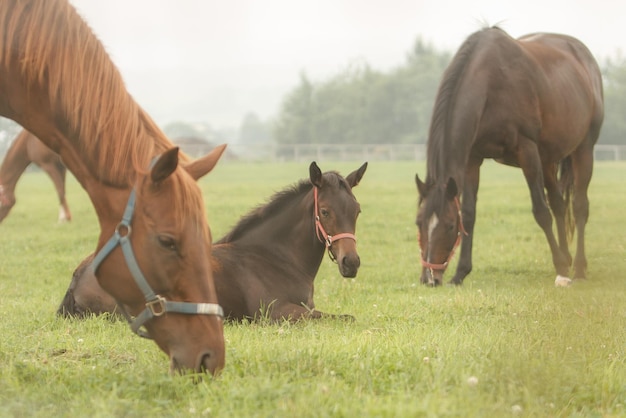 Foto caballos pastando en un campo