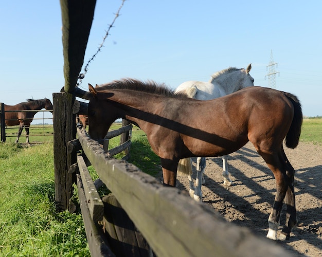 Caballos pastando en el campo