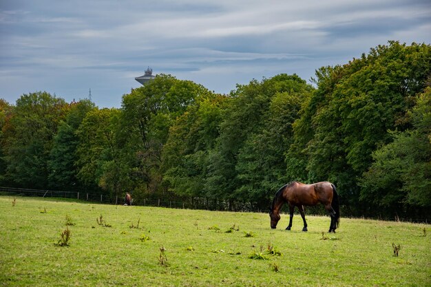 Foto caballos pastando en un campo