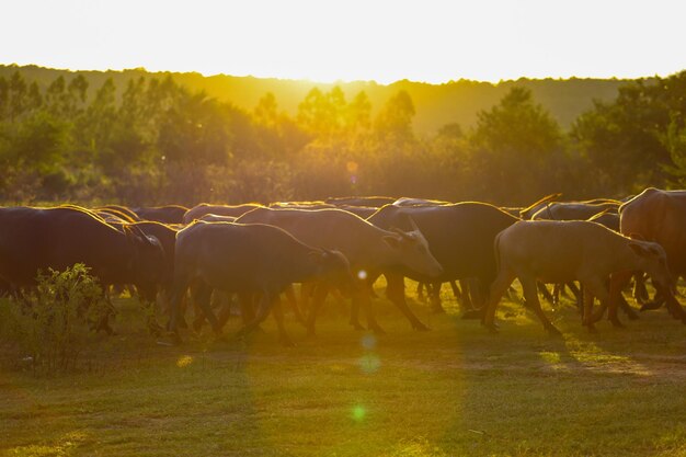 Foto caballos pastando en un campo