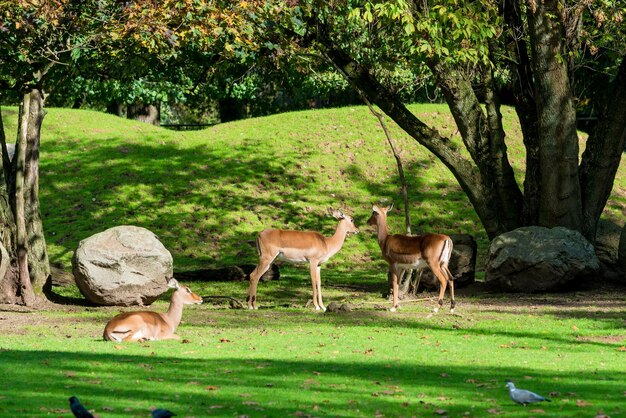 Foto caballos pastando en un campo