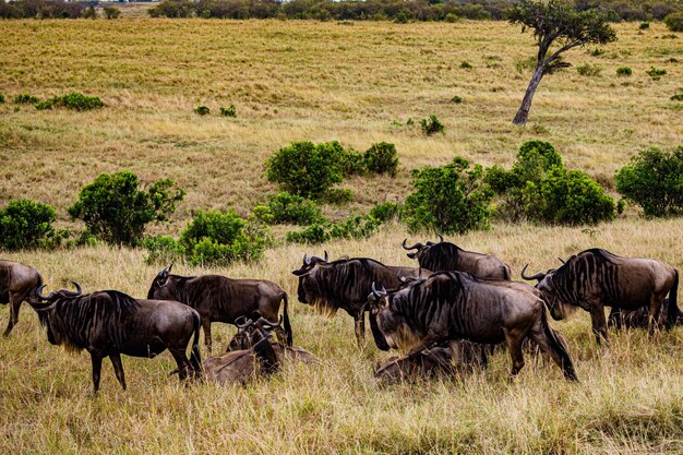 Caballos pastando en el campo