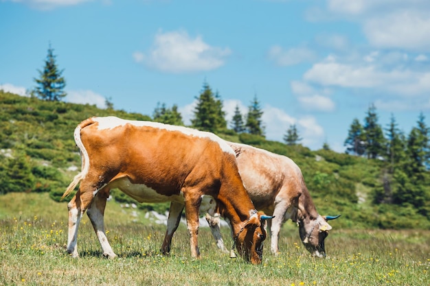 Foto caballos pastando en un campo