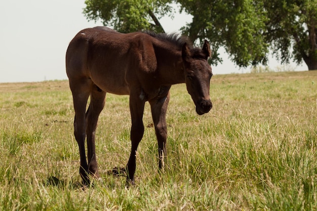 Caballos pastando en el campo.