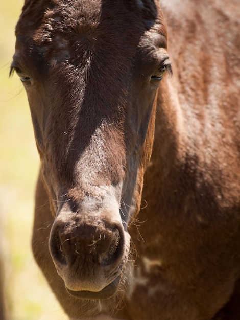 Caballos pastando en el campo.