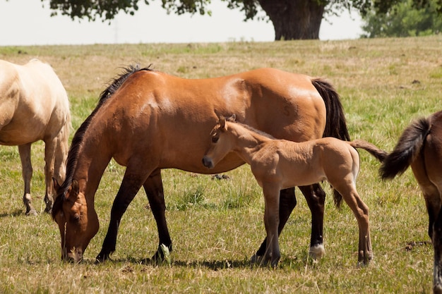 Caballos pastando en el campo.