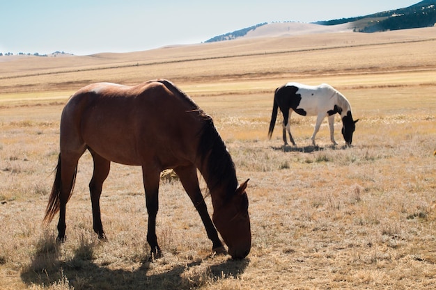 Caballos pastando en el campo.