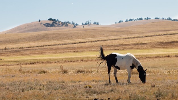 Caballos pastando en el campo.