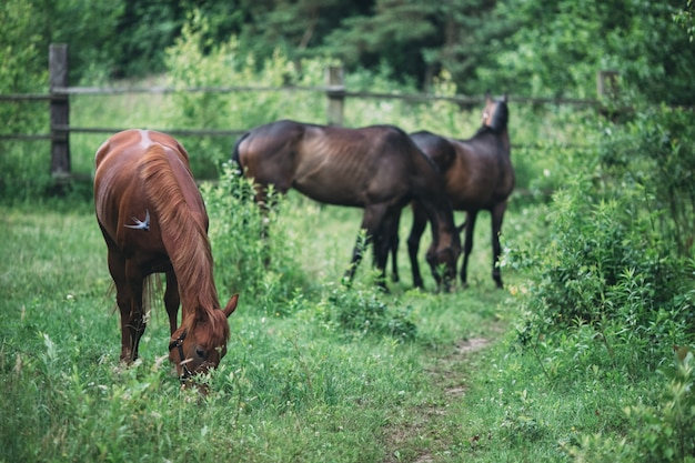 Caballos pastando en un establo