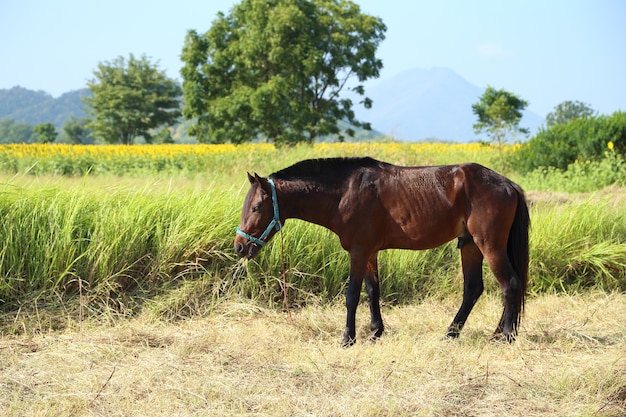 Caballos pastando la hierba