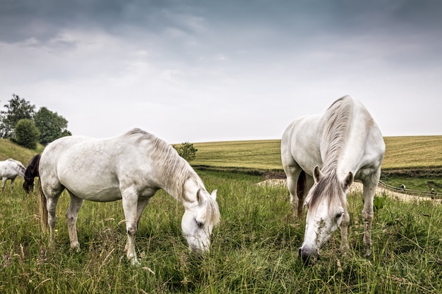 Caballos pastando en un país del norte de Europa