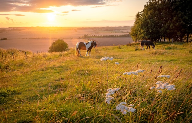 Caballos pastando en un paisaje rural bajo la cálida luz del sol con colores azul amarillo y naranja pastando árboles de césped y vista extendida