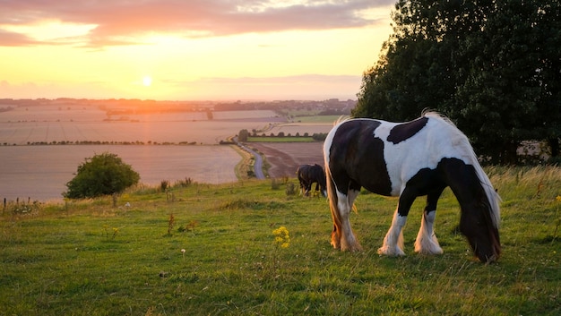 Caballos pastando en un paisaje rural bajo la cálida luz del sol con colores azul amarillo y naranja pastando árboles de césped y vista extendida