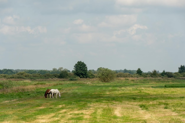 Caballos pastando en un pasto verde en un día soleado de verano contra un cielo azul Un par de caballos pastan en un prado