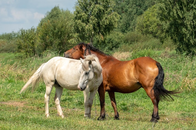 Caballos pastando en un pasto verde en un día soleado de verano contra un cielo azul Un par de caballos pastan en un prado