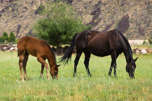 Caballos pastando en el pasto