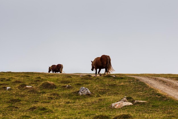 Foto caballos pastando en los pirineos franceses