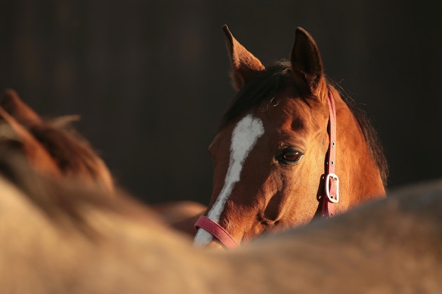 Caballos en el pasto al anochecer