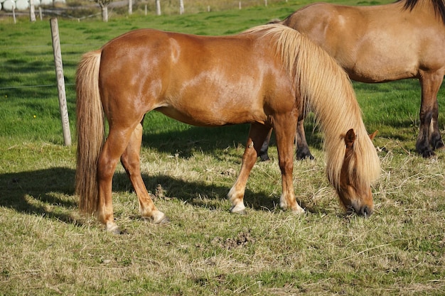 Caballos en pasto comiendo hierba