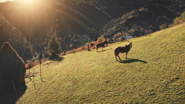 Caballos de pasto de montaña de sol aéreo en sunny hill otoño naturaleza paisaje animales de granja en el monte