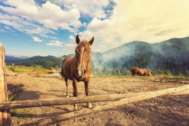 Caballos en un pasto