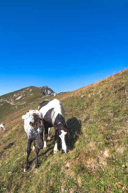 Caballos en los pastos de los Alpes italianos