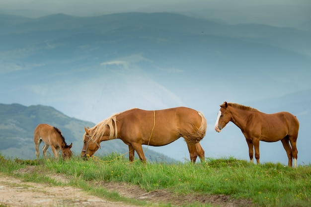 Caballos en pastos alpinos verdes