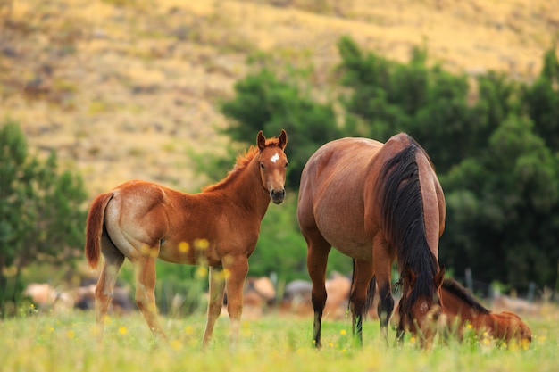 Caballos en pastos de primavera