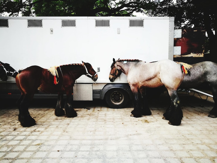 Foto caballos de pie al aire libre