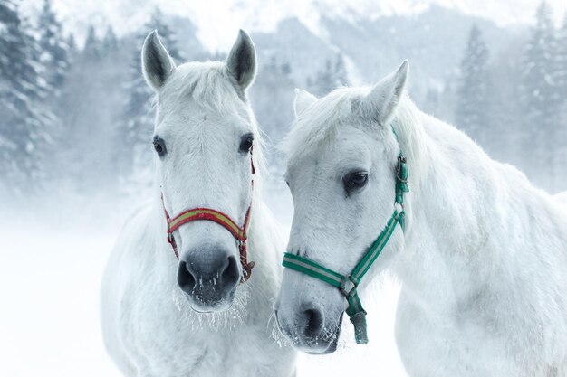 Caballos de pie en el bosque durante el invierno